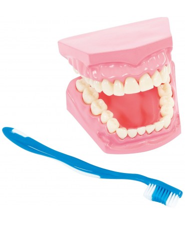 Model for oral hygiene